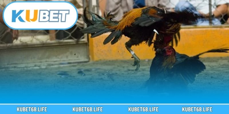 4 thể loại đá gà Kubet phổ biến kiếm tiền dễ dàng