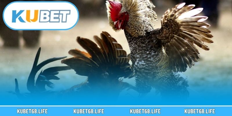 Cách tham gia sảnh đá gà Kubet cực dễ dàng