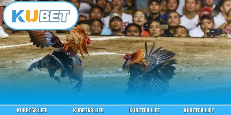 Đôi nét về sảnh cá cược đá gà Kubet