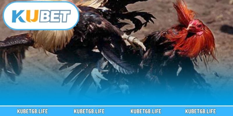 FAQ – Những câu hỏi thường gặp khi tham gia đá gà Kubet