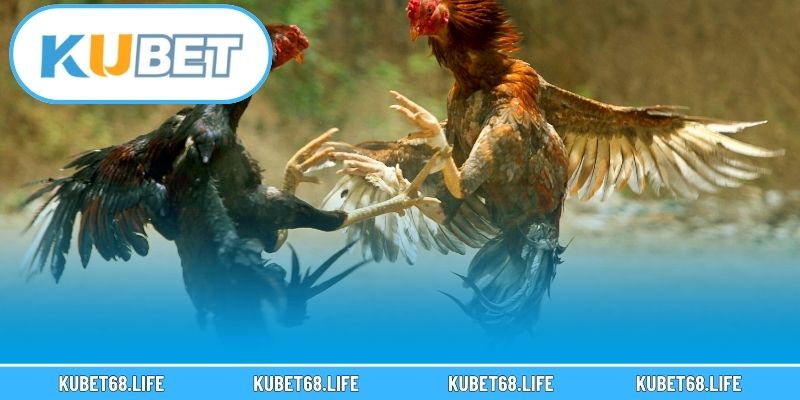 Ưu điểm khi cá cược tại sảnh đá gà Kubet